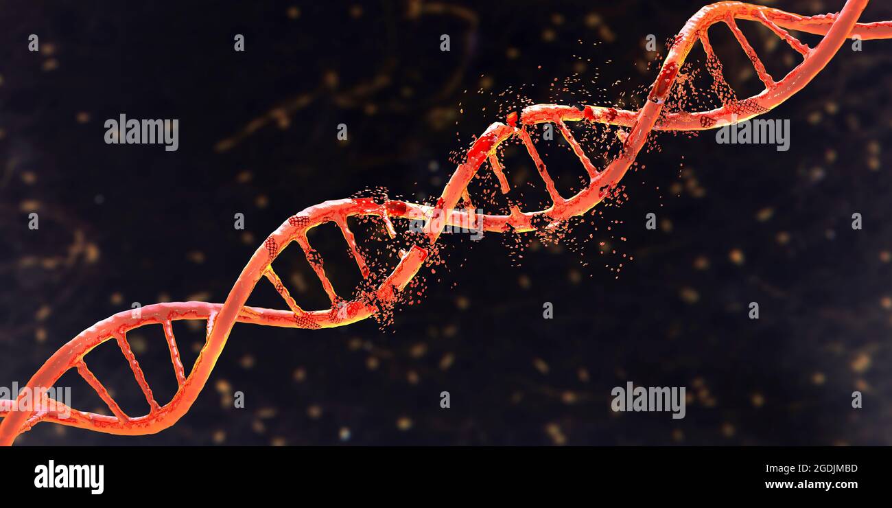 DNA damage, conceptual illustration Stock Photo