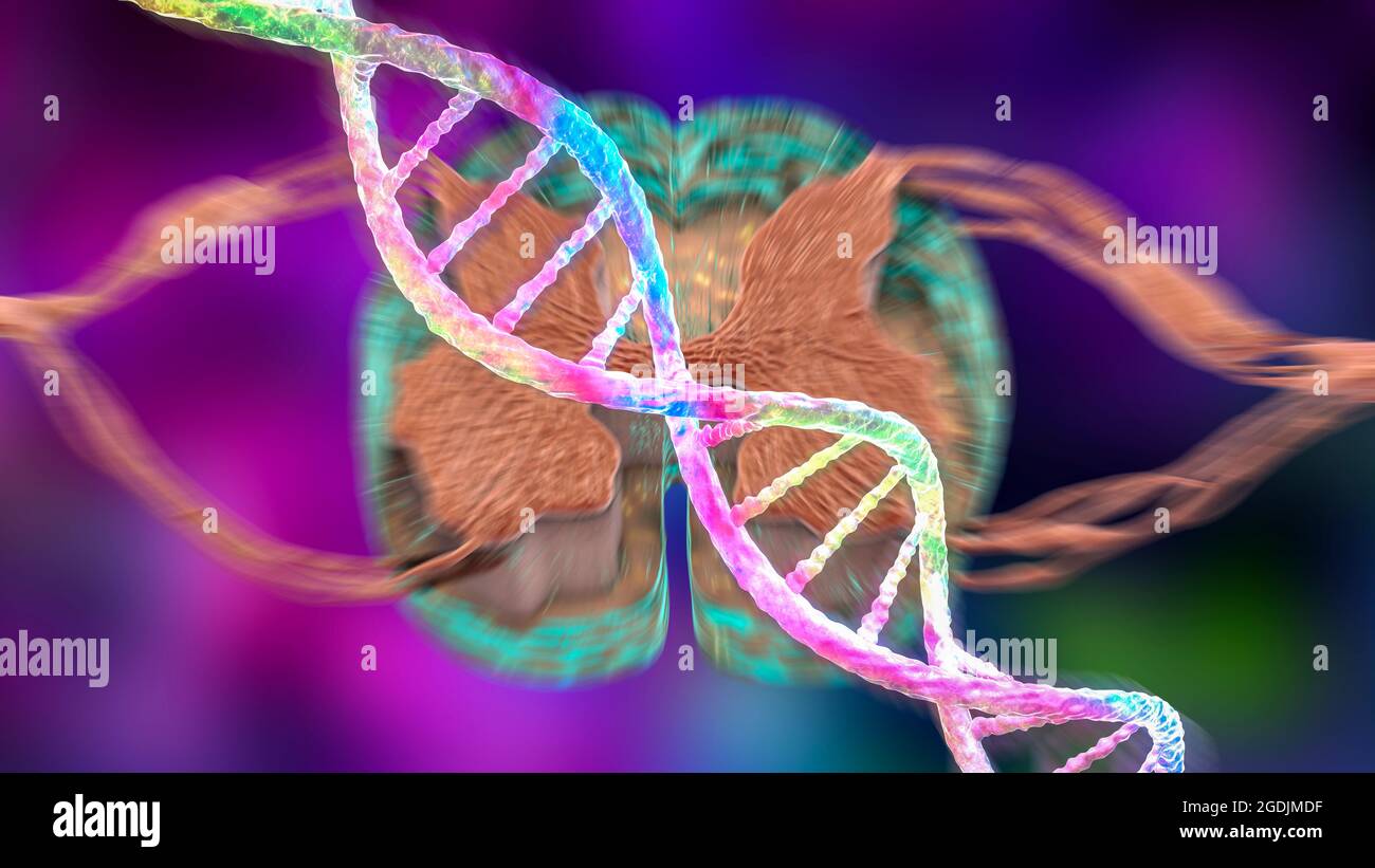 Hereditary spinal cord disorders, conceptual illustration Stock Photo ...