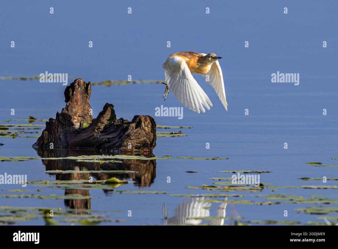 Squacco heron (Ardeola ralloides), flies off drifting deadwood, Germany, Bavaria Stock Photo