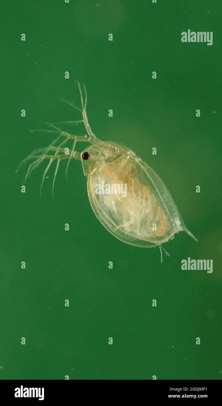 common water flea (Daphnia pulex), male, Germany Stock Photo - Alamy
