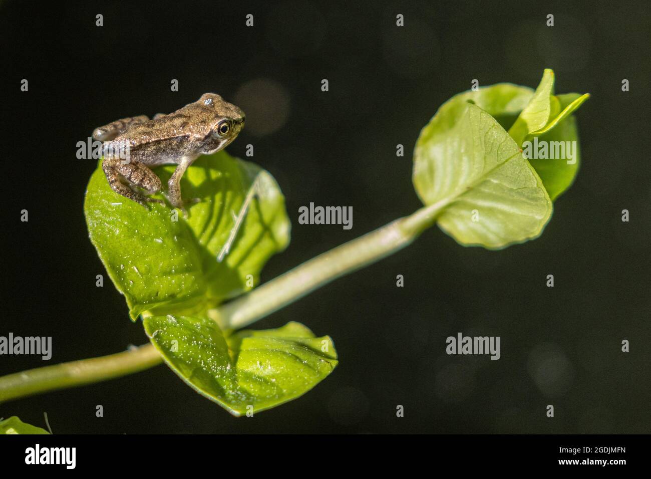 common frog, grass frog (Rana temporaria), 10mm, after completed metamorphosis, Germany, Bavaria Stock Photo