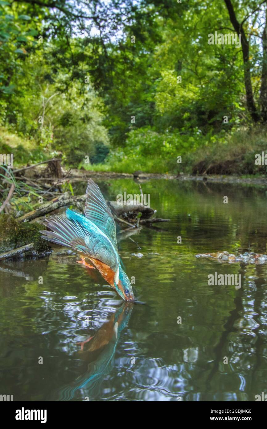 river kingfisher (Alcedo atthis), nose diving into a small brook in floodplain forest, Germany, Bavaria Stock Photo