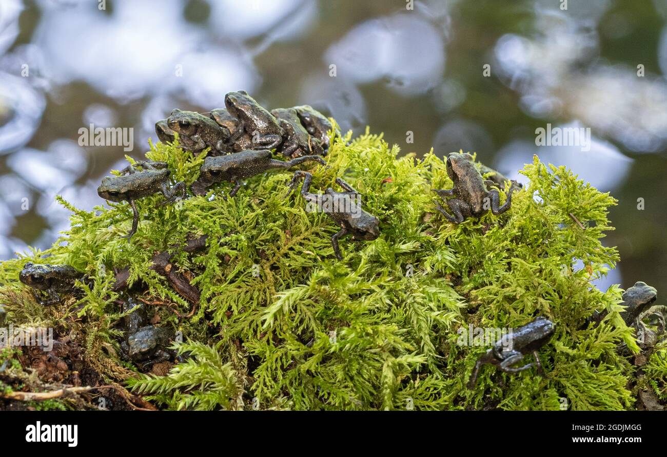 European common toad (Bufo bufo), many young toads leaving the spawning pond after completed metamorphosis, Germany, Bavaria, Isental Stock Photo