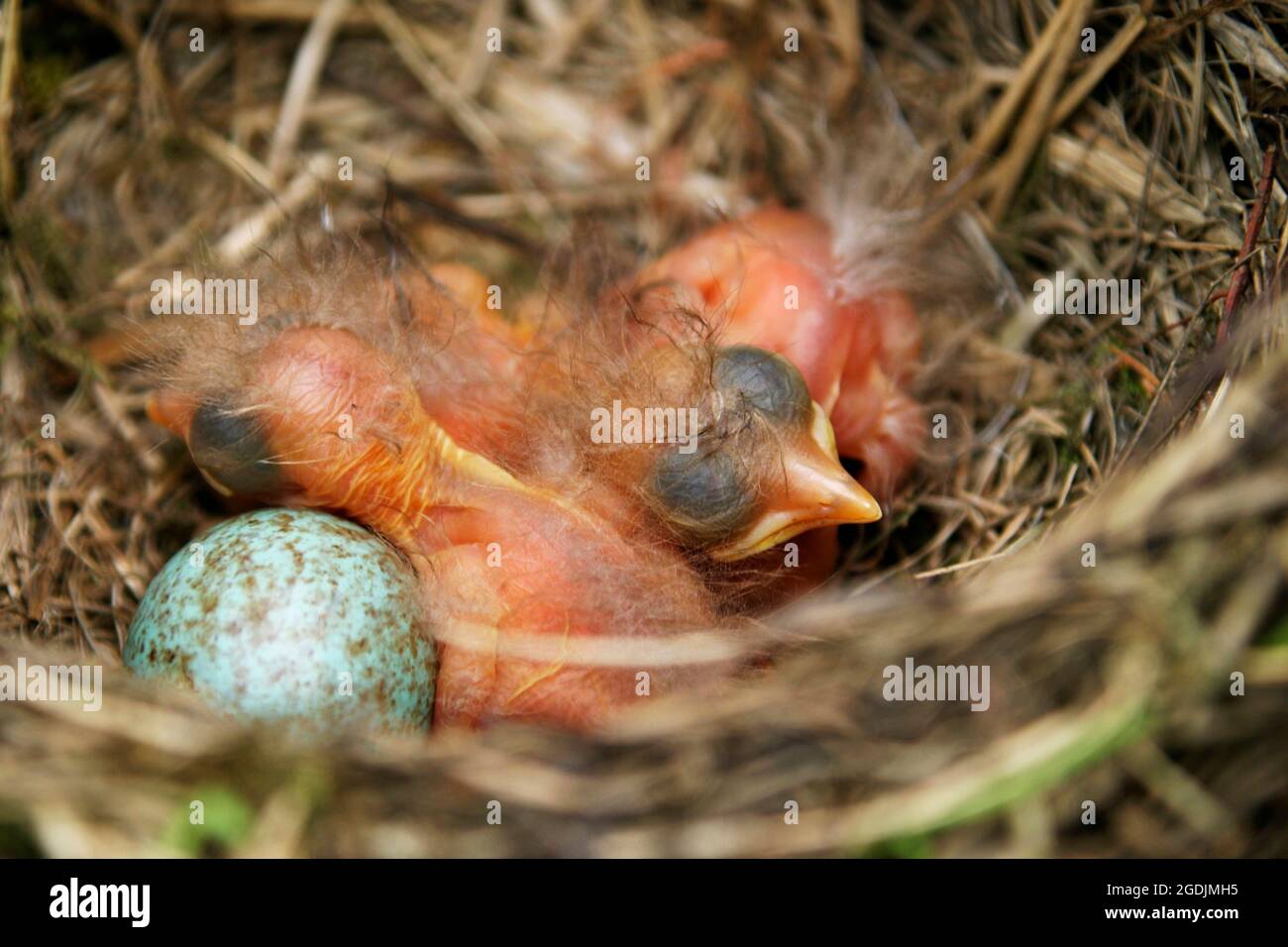 blackbird (Turdus merula), bird's egg and nestlings in a nest, Austria Stock Photo