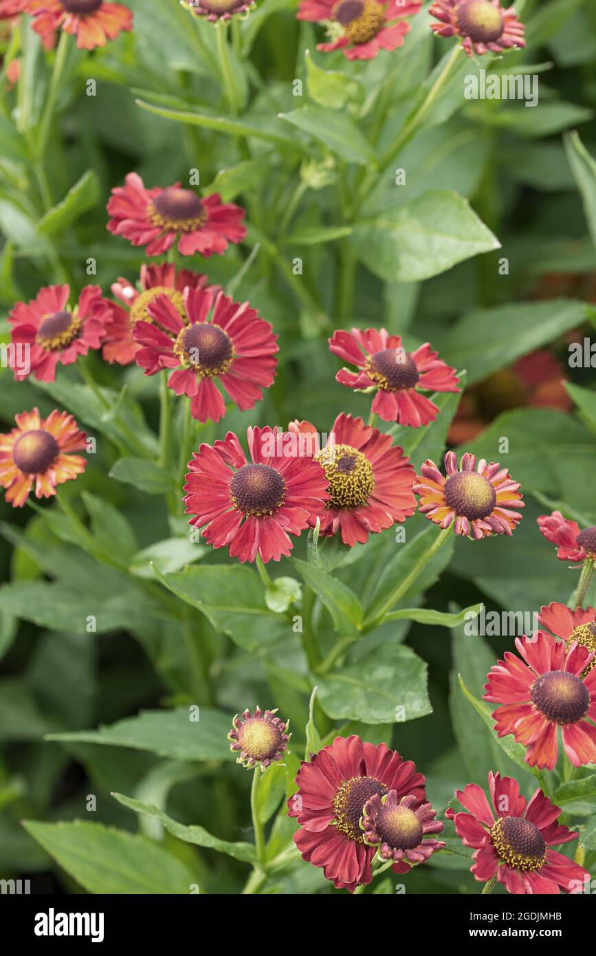 Sneezeweed (Helenium 'Ruby Tuesday', Helenium Ruby Tuesday), blooming, cultivar Ruby Tuesday Stock Photo