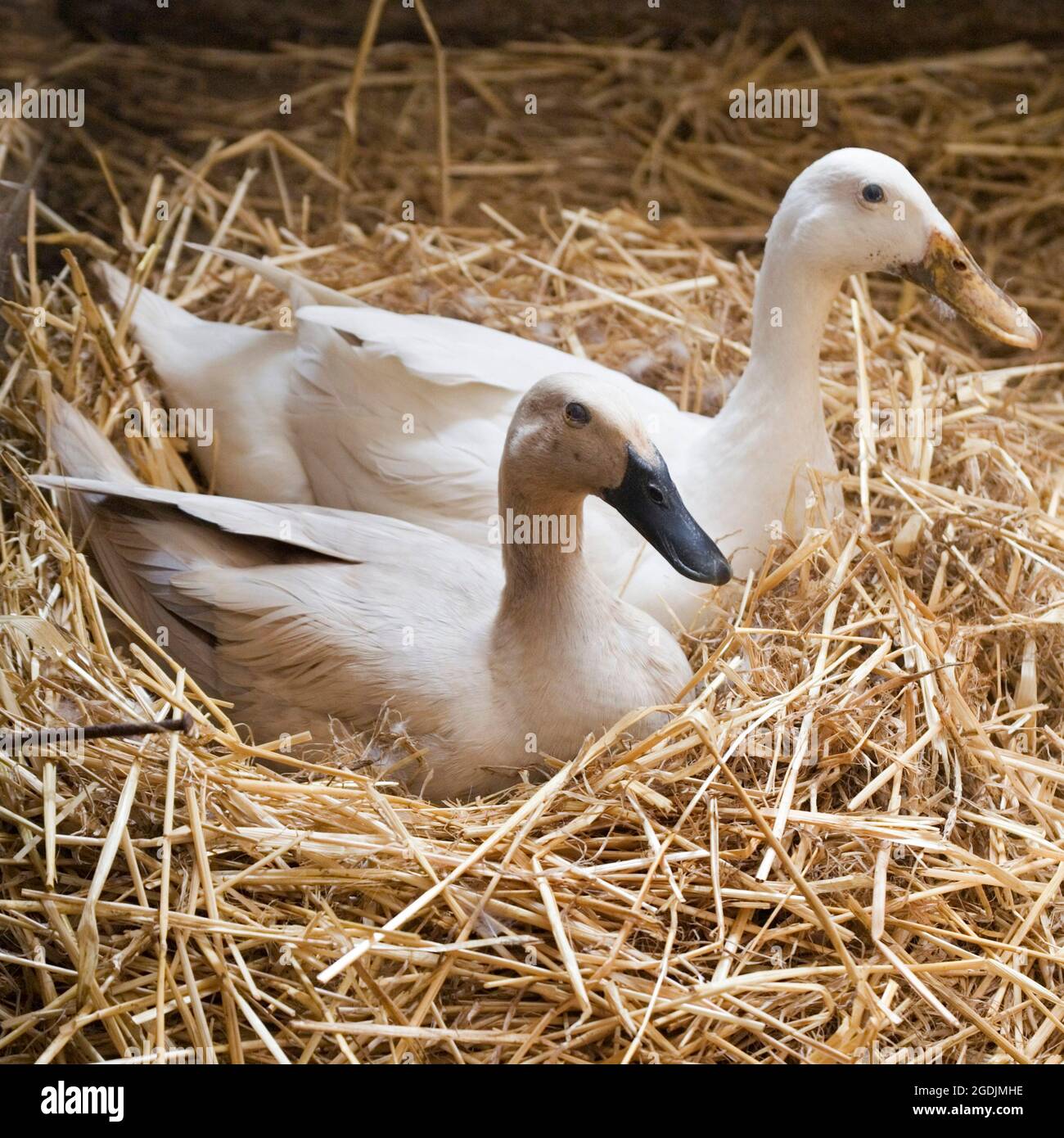 Indian Runner Duck, Indian Runner (Anas platyrhynchos f. domestica), two Indian Runner Ducks breeding Stock Photo