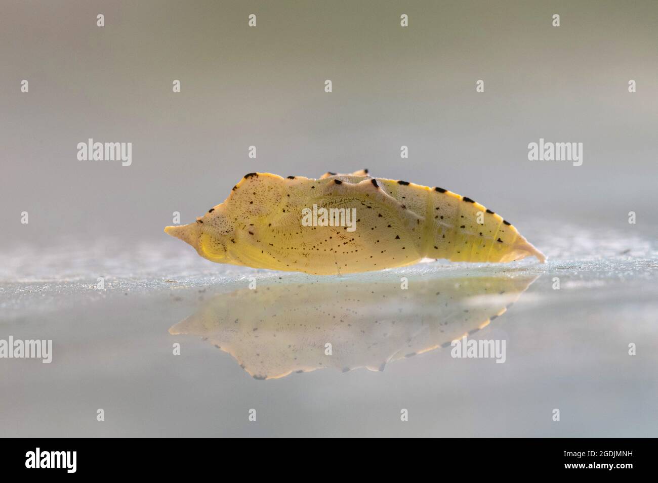 Small white, Cabbage butterfly, Imported cabbageworm (Pieris rapae, Artogeia rapae), pupa on a pane just before hatching, Germany, Bavaria Stock Photo