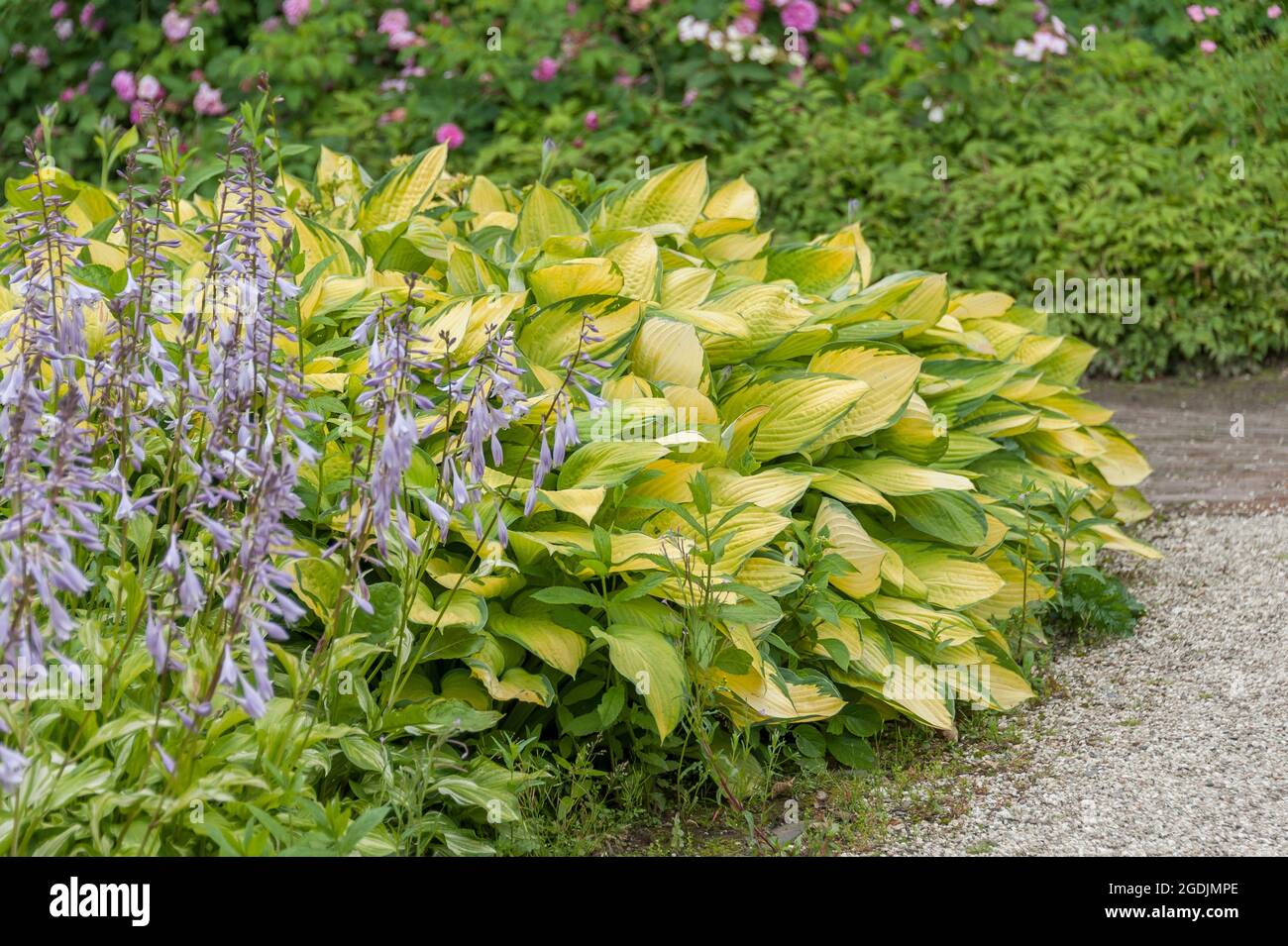 Plantain Lily Hosta Stained Glass Hosta Stained Glass Cultivar Stained Glass Stock Photo Alamy