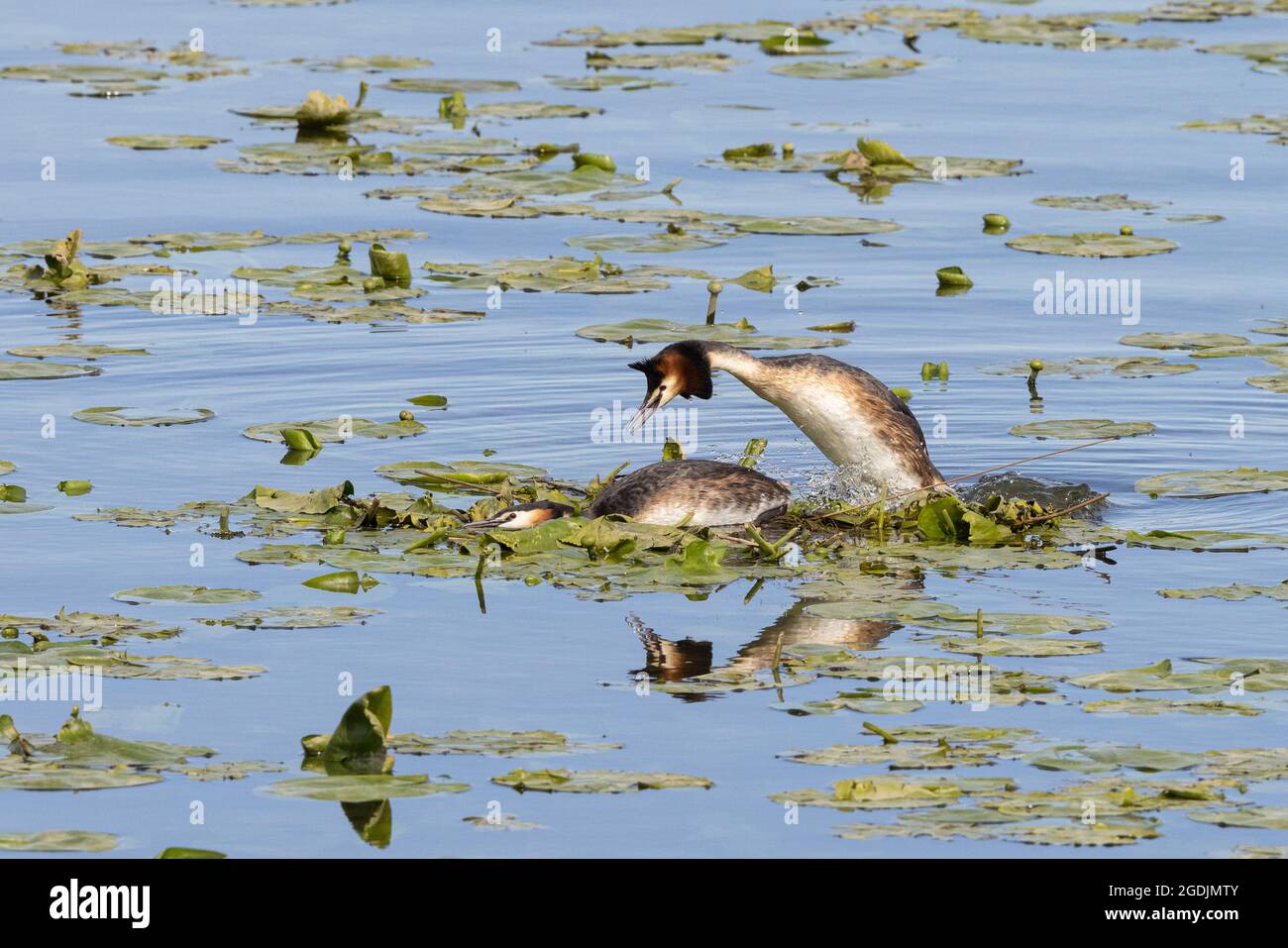 great crested grebe (Podiceps cristatus), male jumps on the female in the nest for mating, Germany, Bavaria Stock Photo