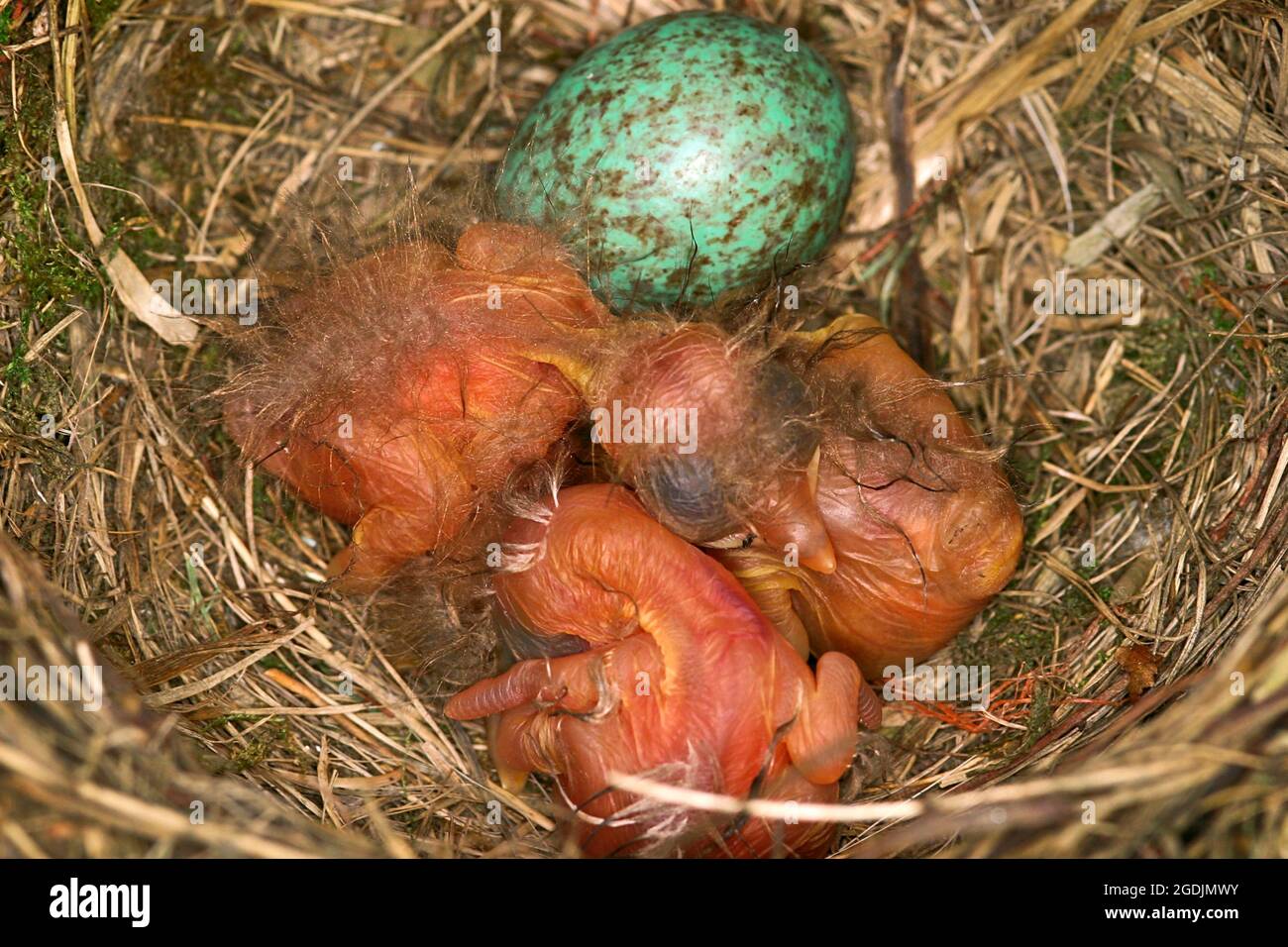 blackbird (Turdus merula), bird's egg and sleeping nestlings in a nest, Austria Stock Photo