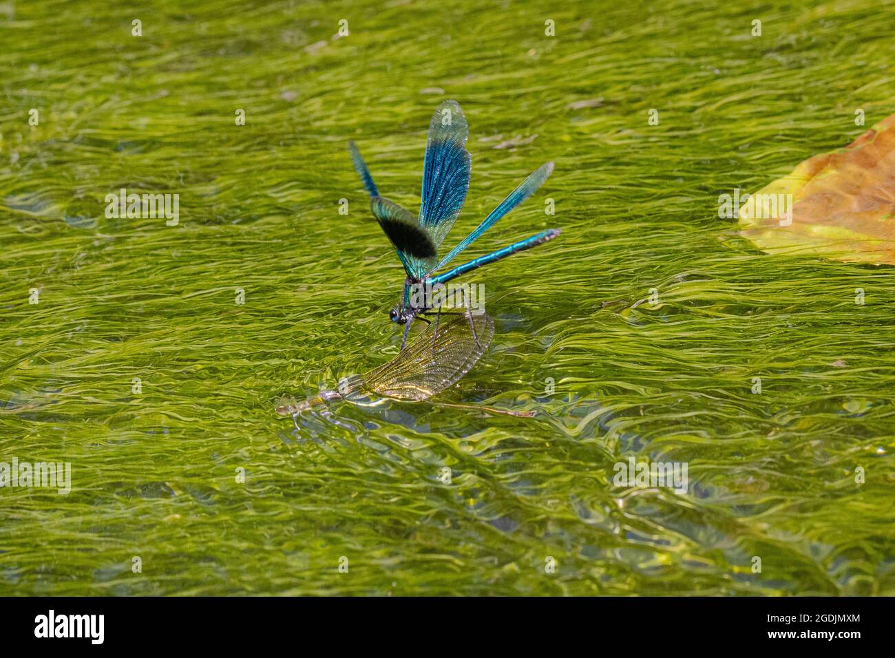banded blackwings, banded agrion, banded demoiselle (Calopteryx splendens, Agrion splendens), male guarding submerged female laying eggs, Germany, Stock Photo
