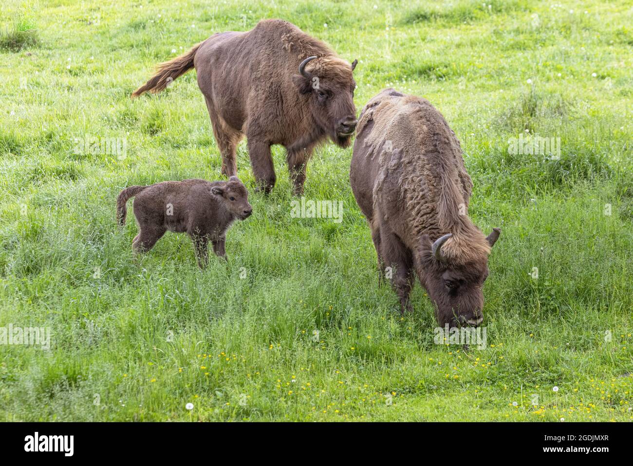 European bison, wisent (Bison bonasus), females with calf in a meadow, Germany, Bavaria Stock Photo