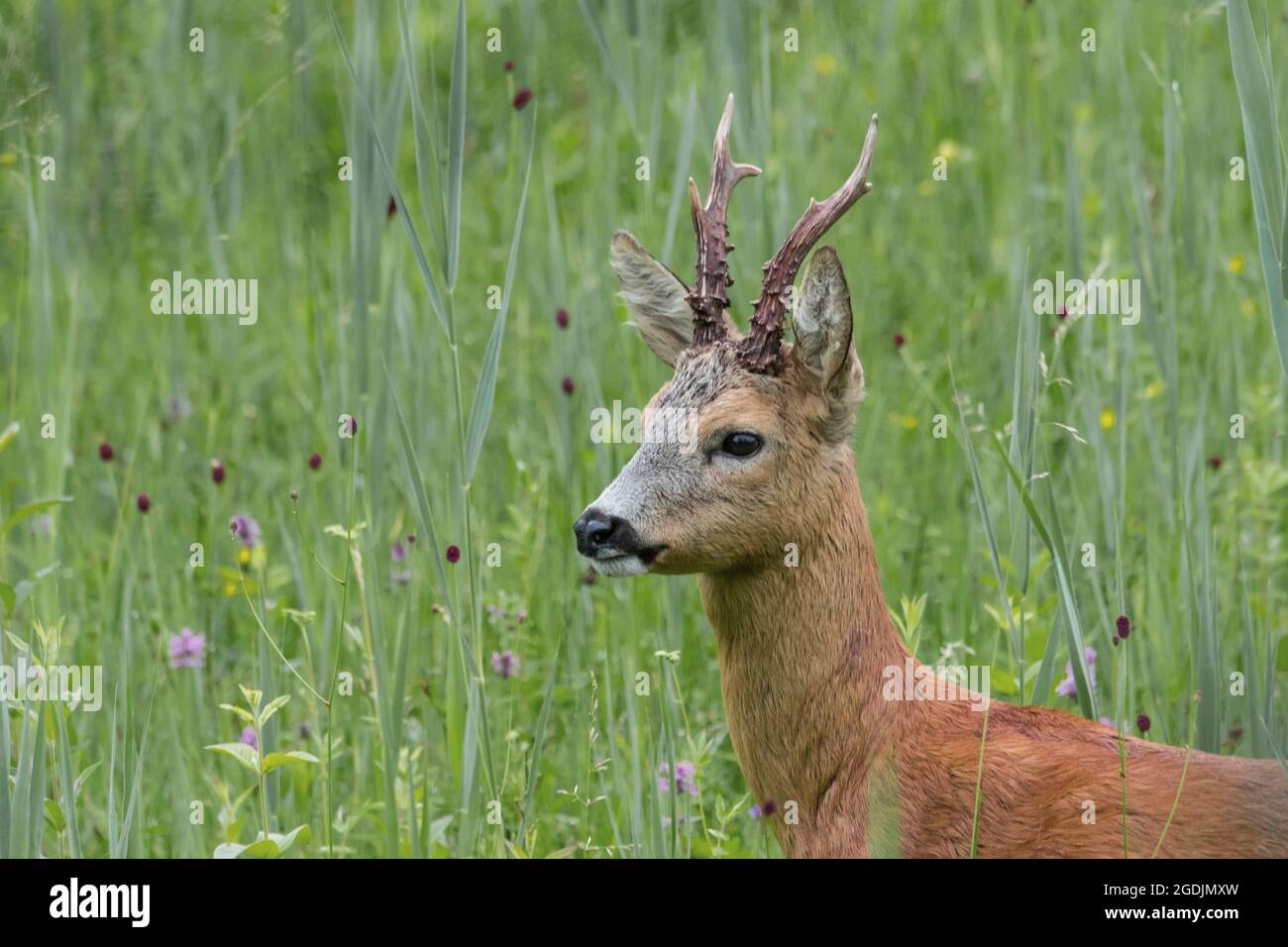 roe deer (Capreolus capreolus), buck in a marsh meadow, Switzerland, Sankt Gallen Stock Photo
