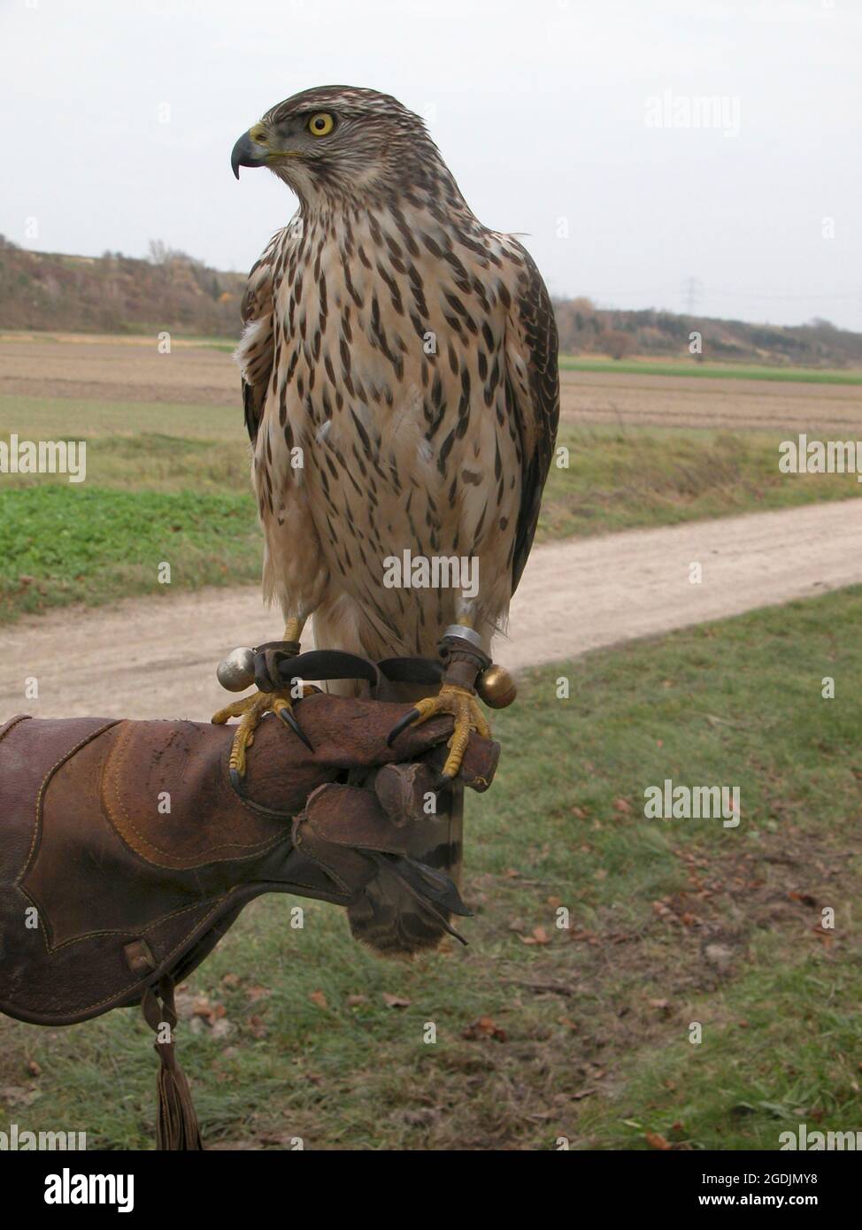 northern goshawk (Accipiter gentilis), young bird perching on the falconer's leather glove , Oesterriech Stock Photo