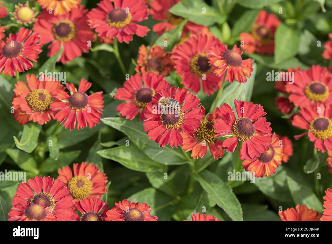 Sneezeweed (Helenium 'Ruby Tuesday', Helenium Ruby Tuesday), blooming, cultivar Ruby Tuesday Stock Photo