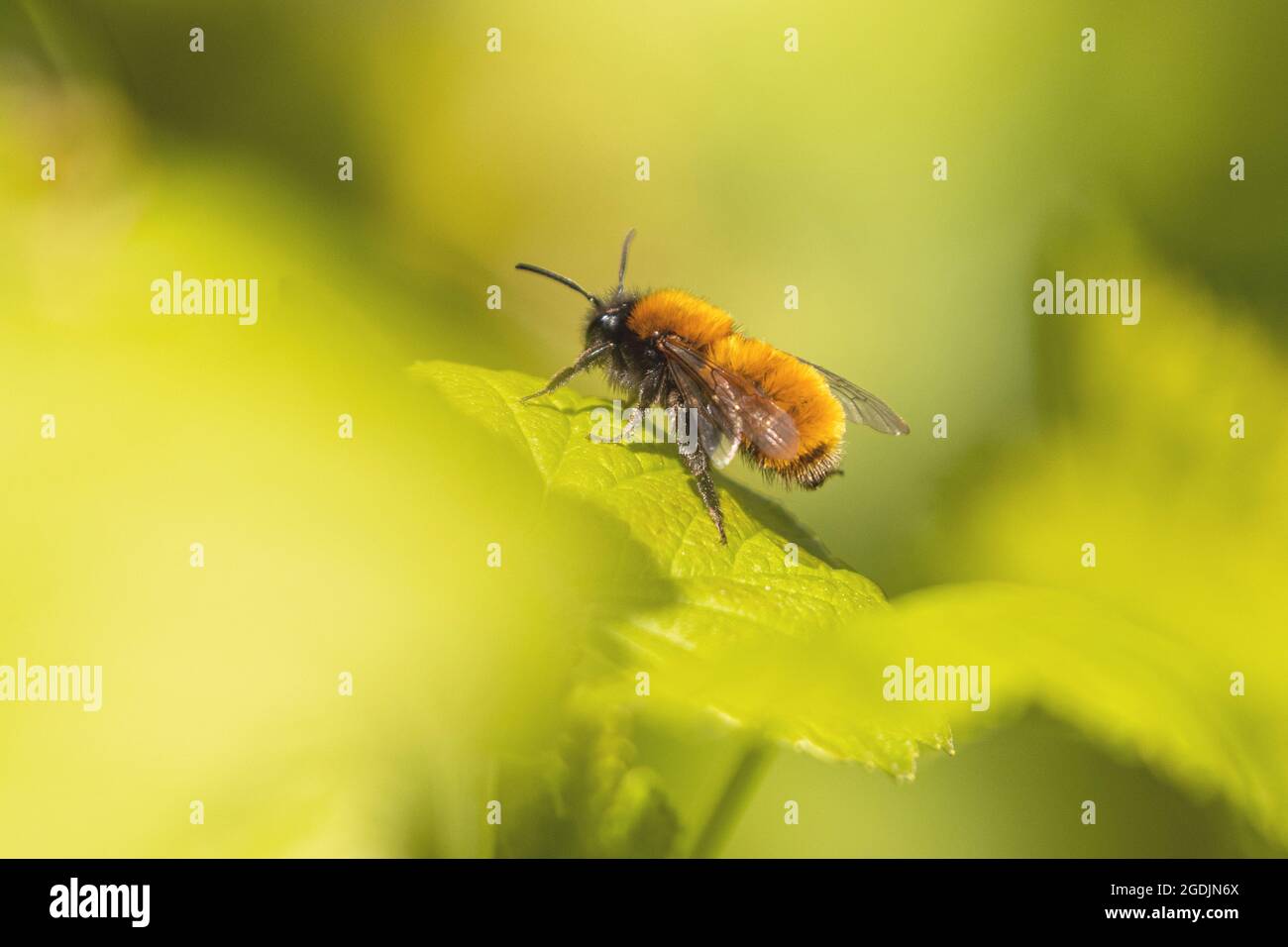 Tawny burrowing bee, Tawny mining bee, Tawny mining-bee (Andrena fulva, Andrena armata), on a currant leaf, Germany, Bavaria Stock Photo