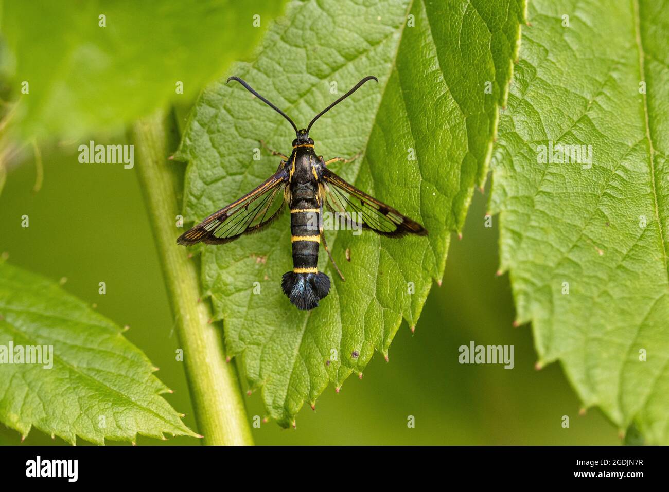 currant clearwing moth, currant borer (Synanthedon tipuliformis, Aegeria tipuliformis), on raspberry leaf, Germany, Bavaria Stock Photo