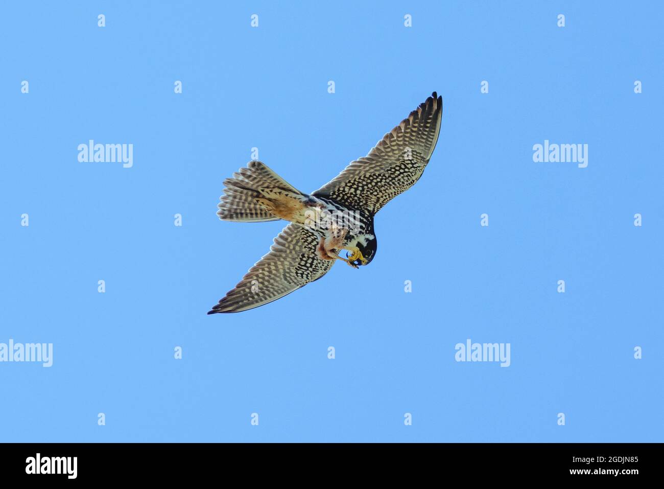 northern hobby (Falco subbuteo), feeds a caught dragonfly in flight, Germany, Bavaria Stock Photo