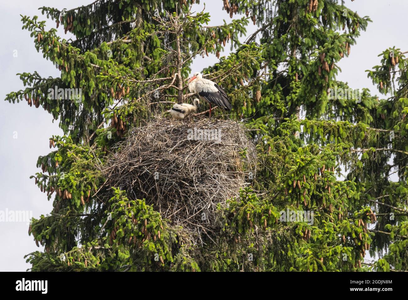 white stork (Ciconia ciconia), nest with adult and juvenile on a high spruce, Germany, Bavaria Stock Photo