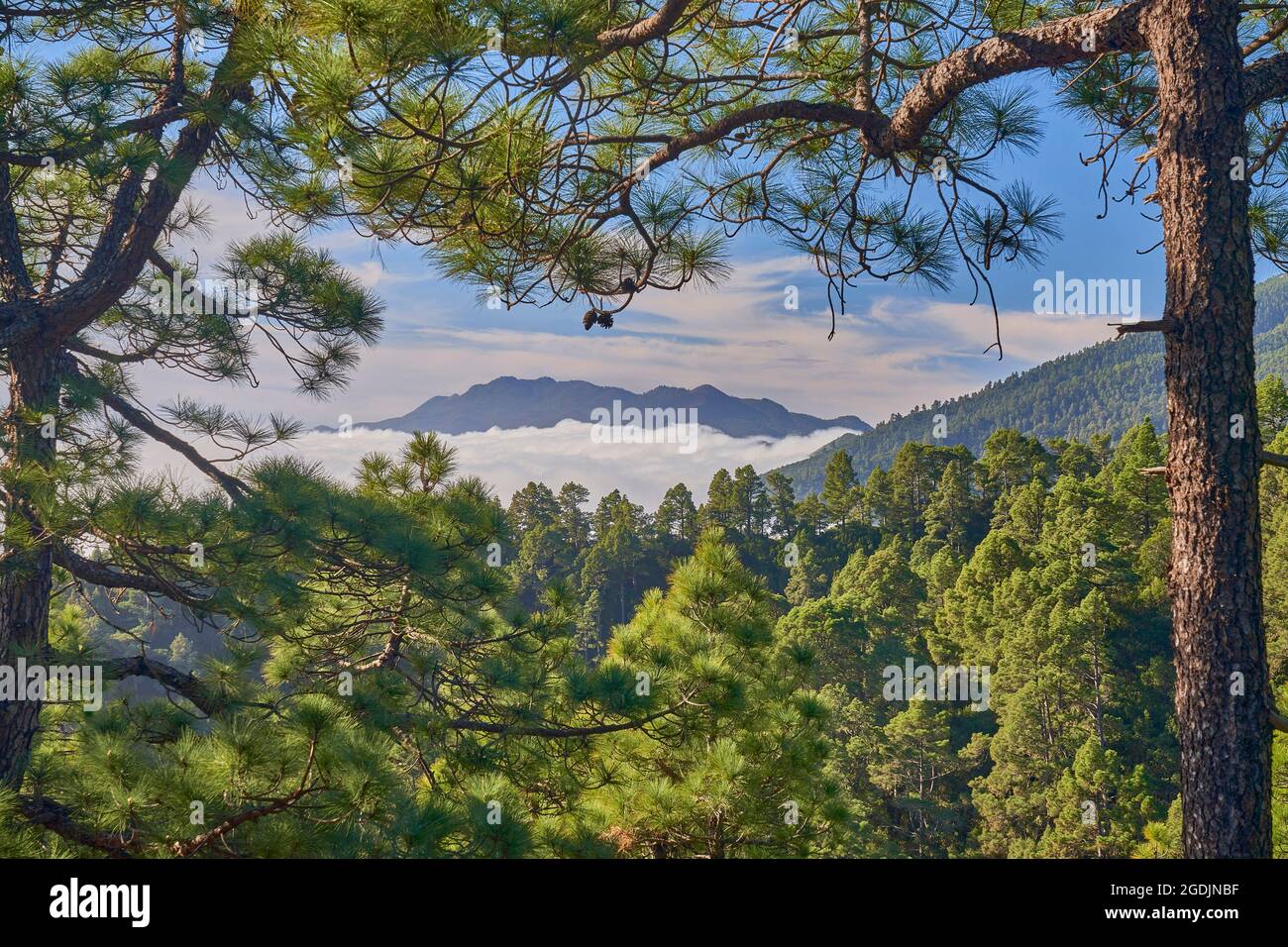 Canary pine (Pinus canariensis), Canary pines above trade wind clouds. The north-west trade wind drives the clouds to the slopes of the Caldera de Stock Photo