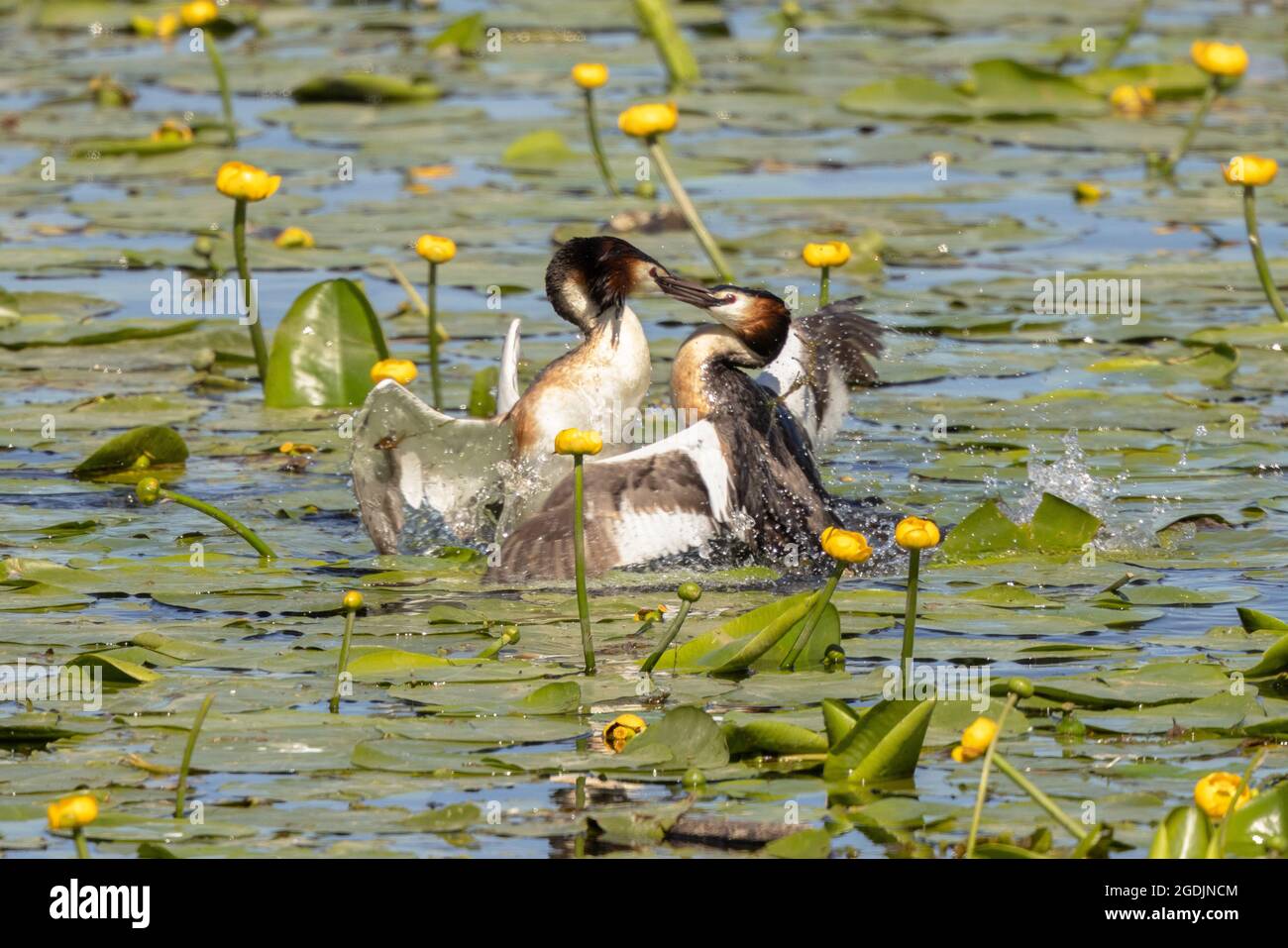 great crested grebe (Podiceps cristatus), fighting males between blooming water-lilies, Germany, Bavaria Stock Photo