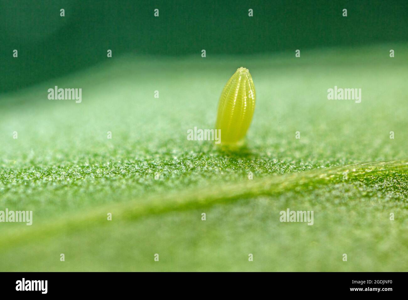 Small white, Cabbage butterfly, Imported cabbageworm (Pieris rapae, Artogeia rapae), egg on rucola leaf, Germany, Bavaria Stock Photo