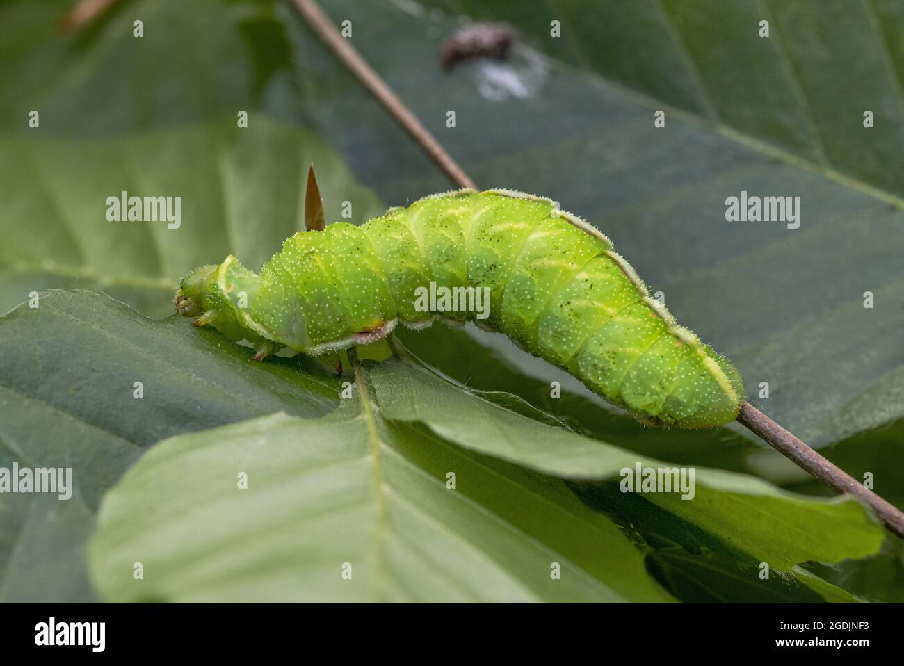 Tau emperor (Aglia tau), caterpillar feeds beech leaves, Germany Stock Photo