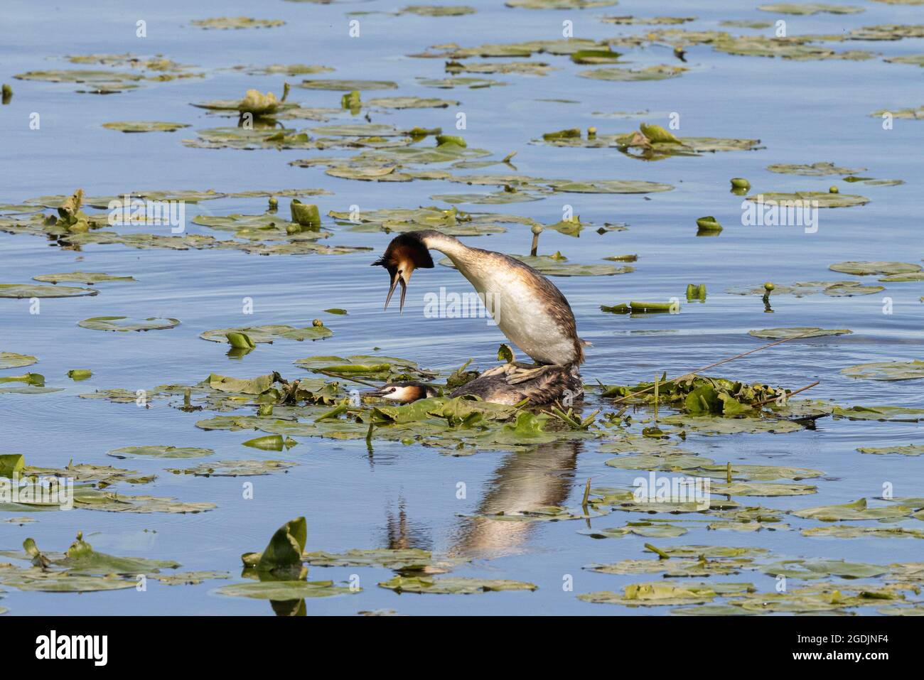 great crested grebe (Podiceps cristatus), male sits on the female in the nest for mating, Germany, Bavaria Stock Photo