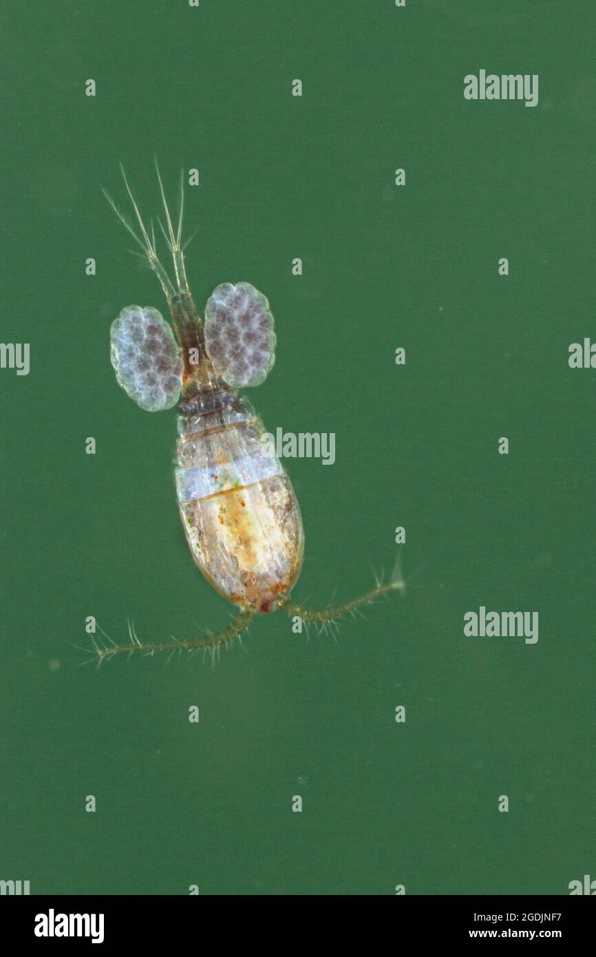 cyclop (Cyclops spec.), female with cocoons, macro shot, Germany Stock Photo