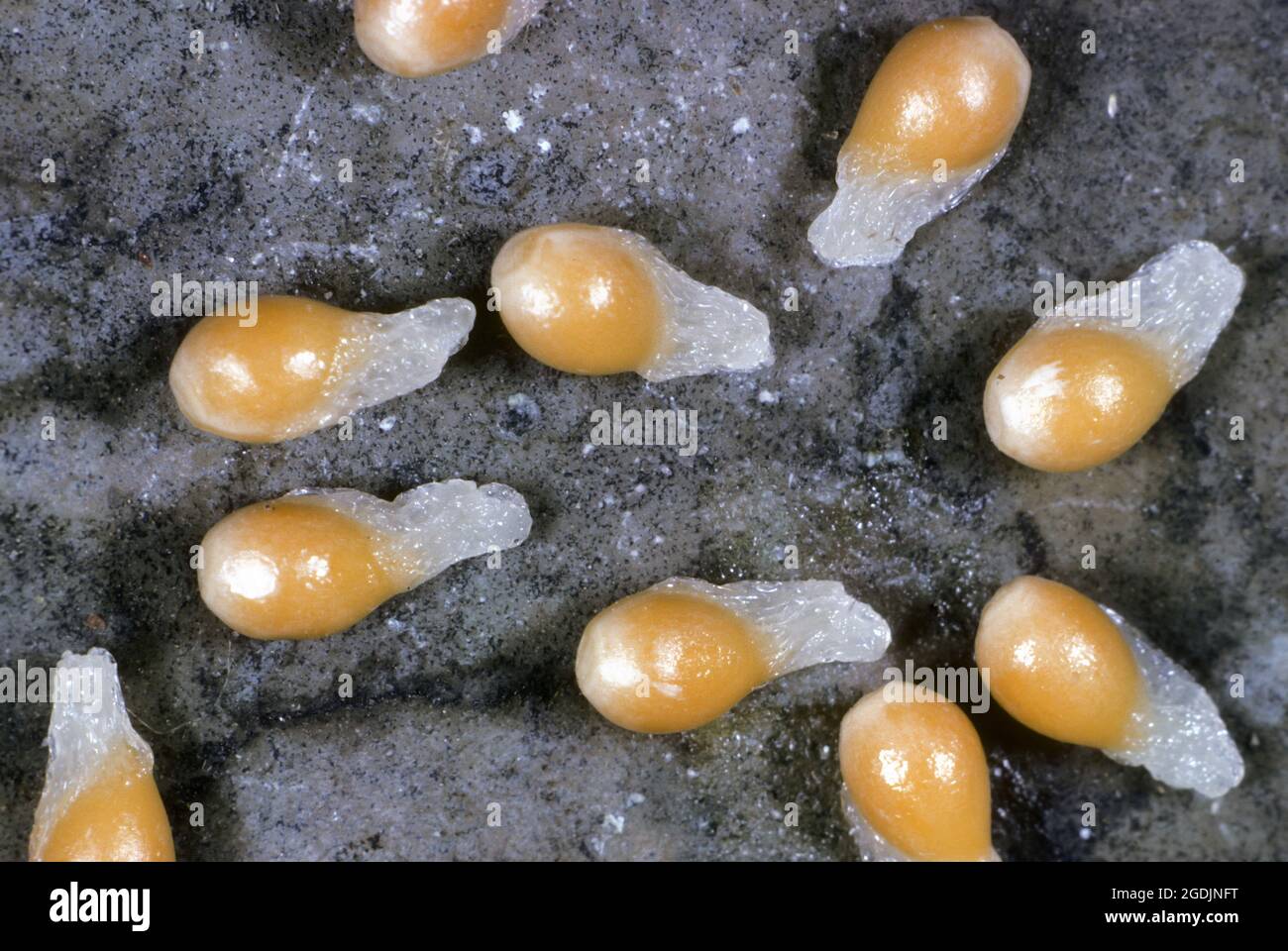 Elaiosomes on violet seeds for ant disposal Stock Photo