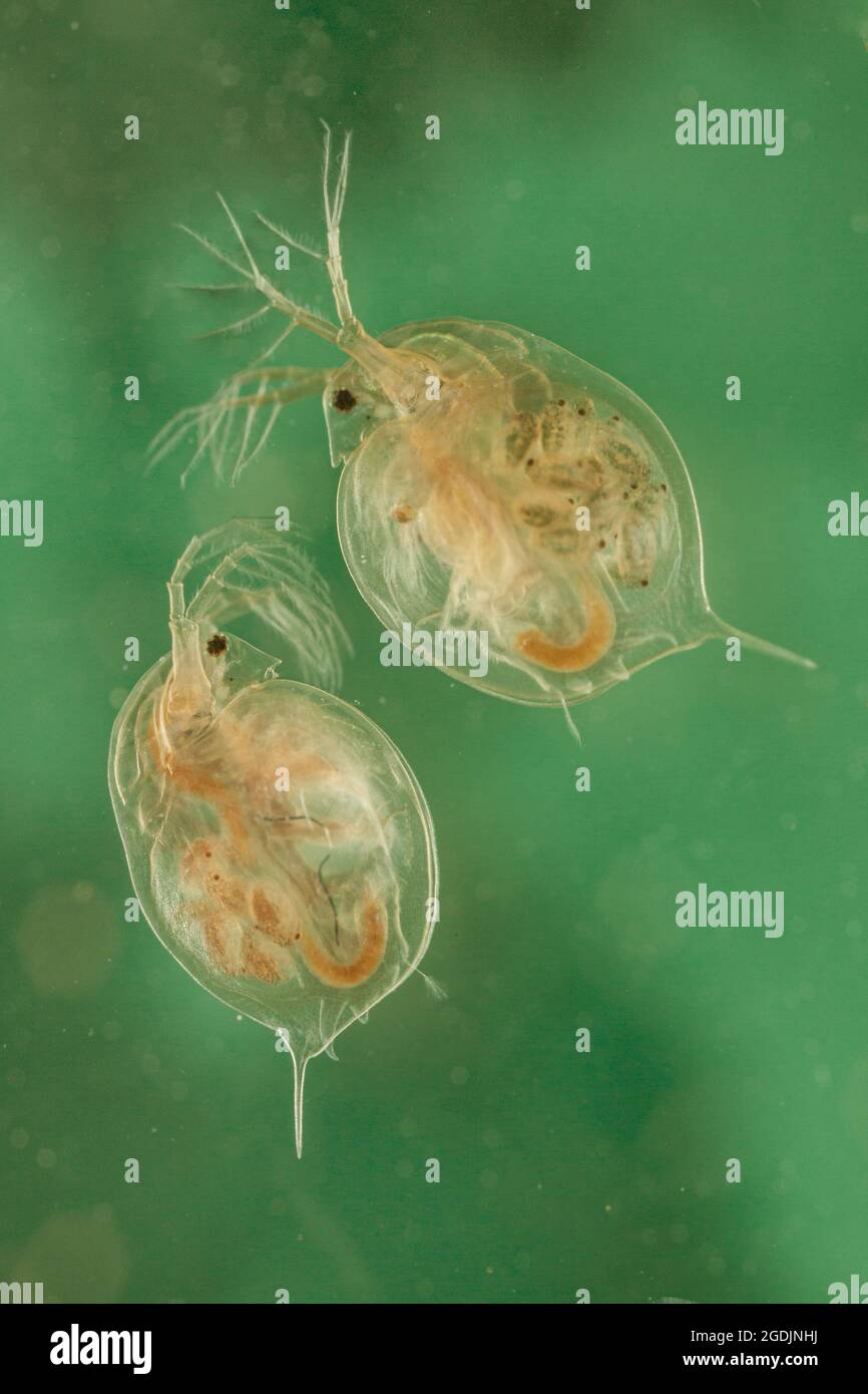 common water flea (Daphnia cf. pulex), females with larvae in the marsupium, Germany Stock Photo