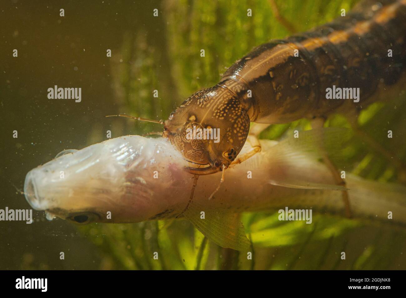 Thick-horned Dytiscus (Dytiscus dimidiatus), larva feeds caught small fish, Germany Stock Photo