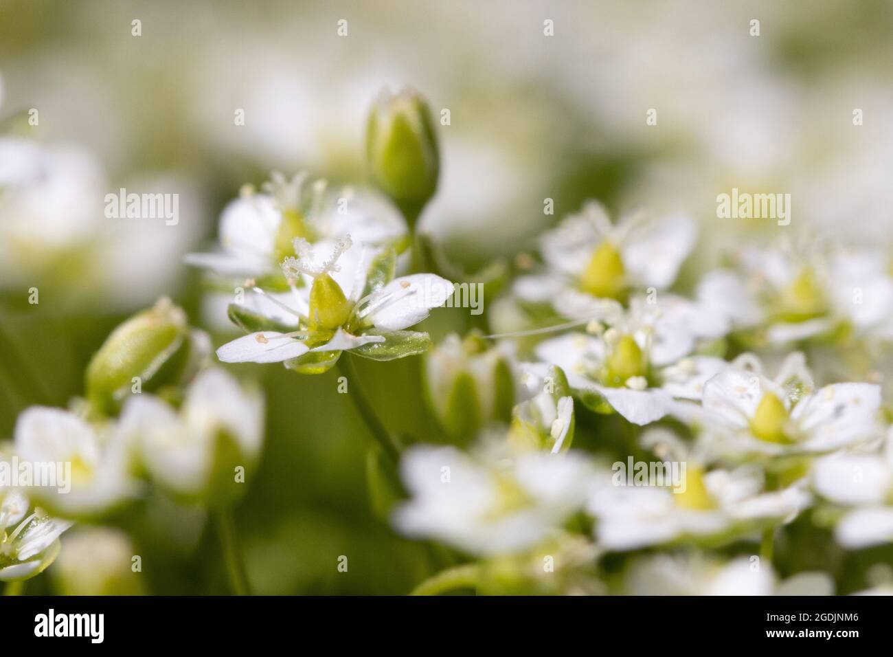 tufted saxifrage (Saxifraga cespitosa), flowers, Germany Stock Photo