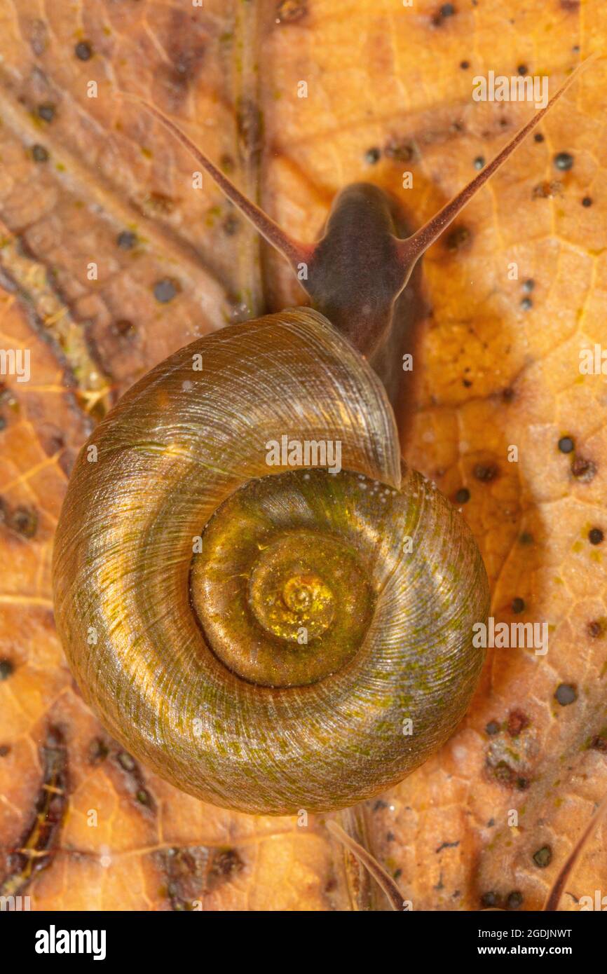 delicate ram's horn snail, delicate ramshorn snail (Anisus vorticulus), feeds algae from fallen leaf, Germany, Bavaria Stock Photo