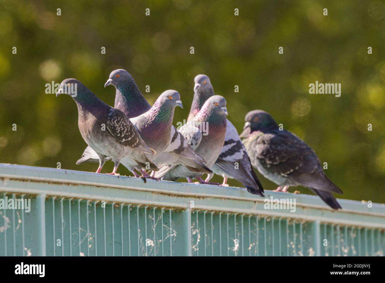 domestic pigeon, feral pigeon (Columba livia f. domestica), Several pigeons on a bridge railing, Germany, Bavaria, Pliening Stock Photo