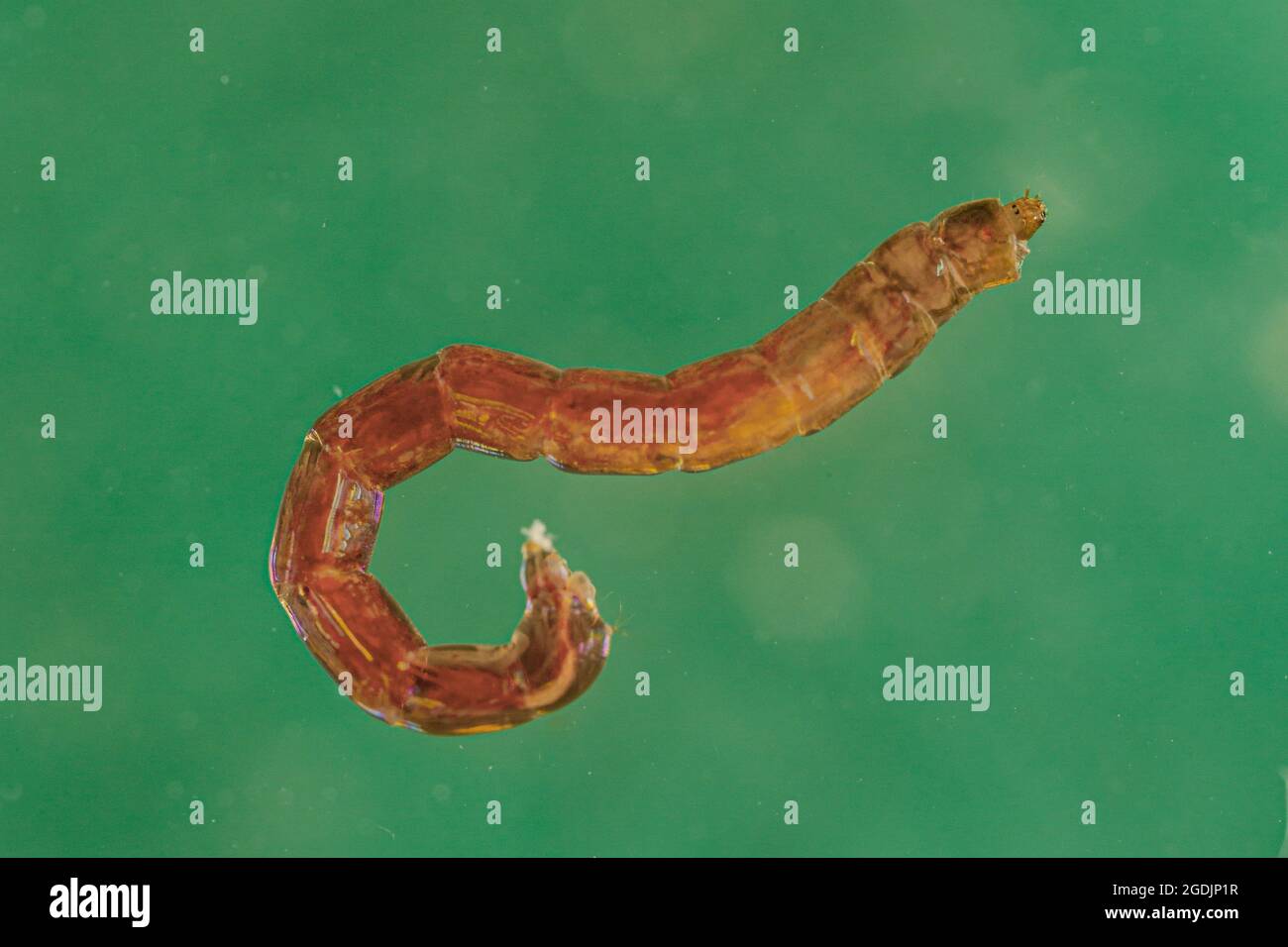 nonbiting midge, gnat (Chironomus spec.), Single larva, macro shot Stock Photo