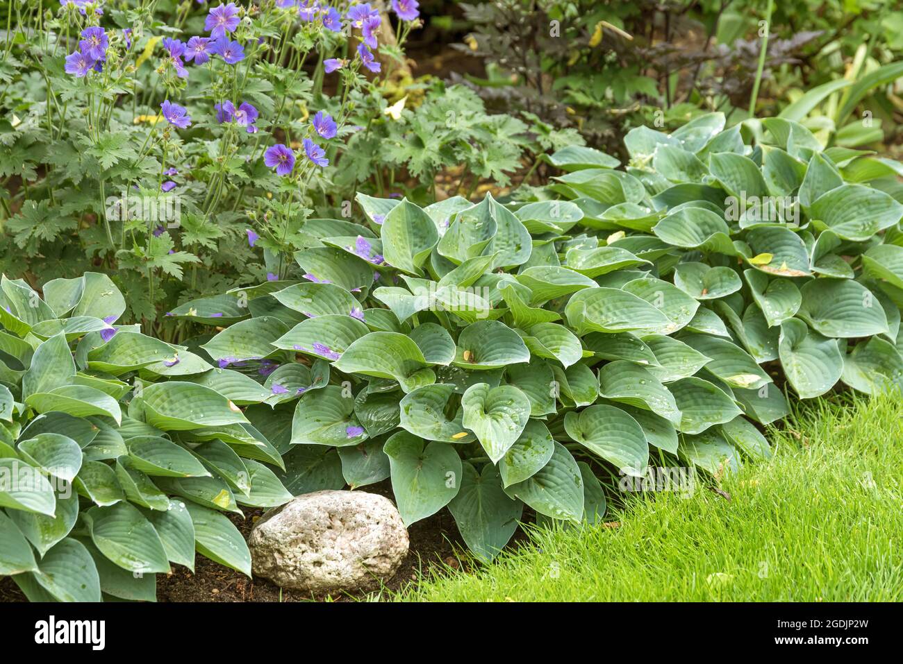 Plantain lily (Hosta 'Blue Cadet', Hosta Blue Cadet), cultivar Blue Cadet Stock Photo