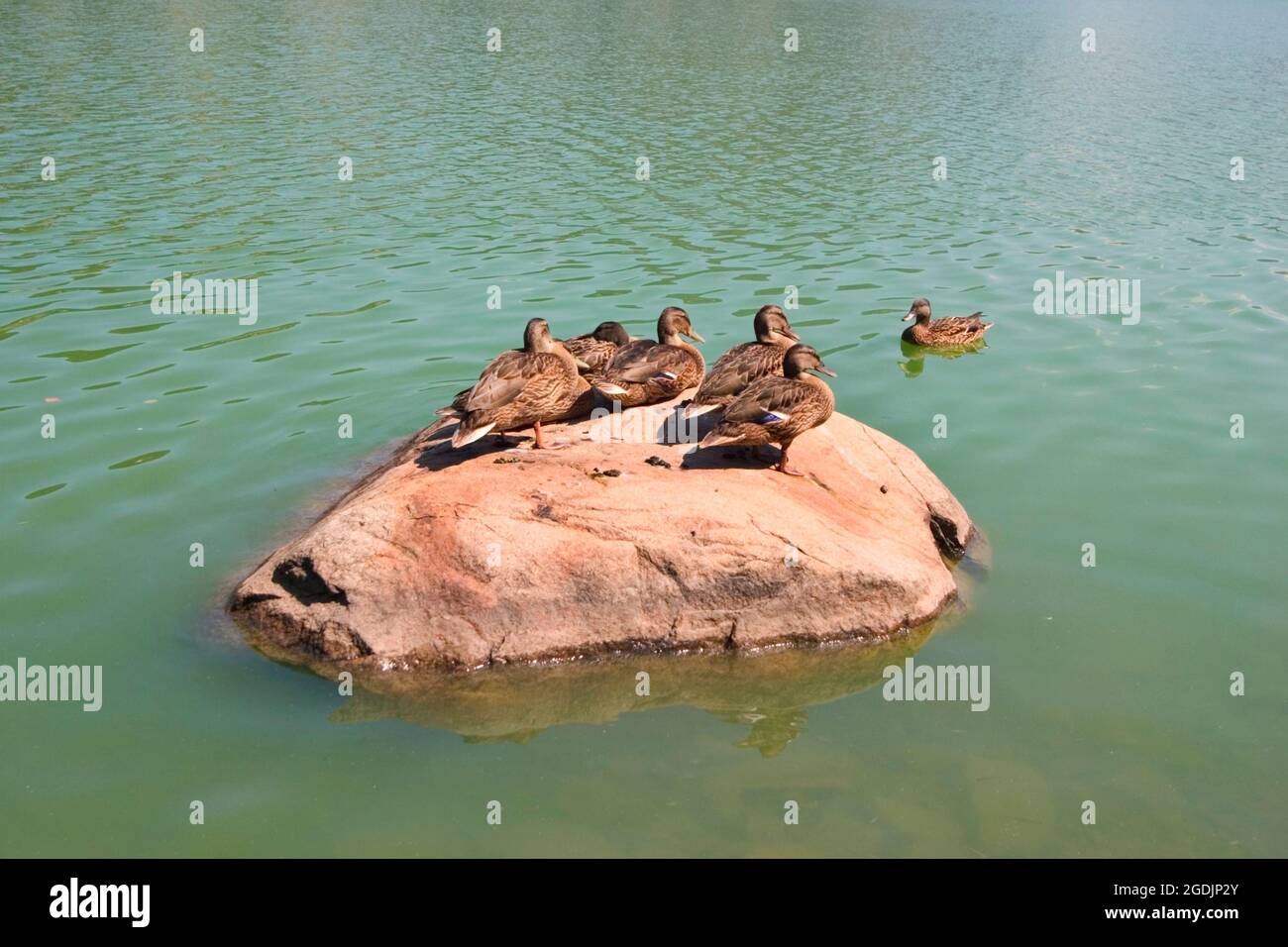 mallard (Anas platyrhynchos), resting females on a boulder in a lake, Austria Stock Photo