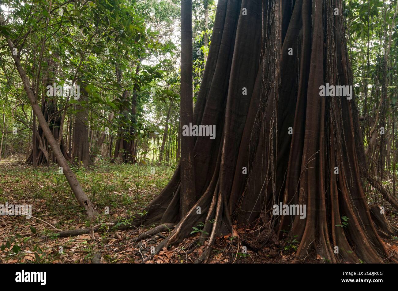 Amazon forest area that is flooded during the rainy season, shown at dry season - tree roots details. Brazil. Stock Photo
