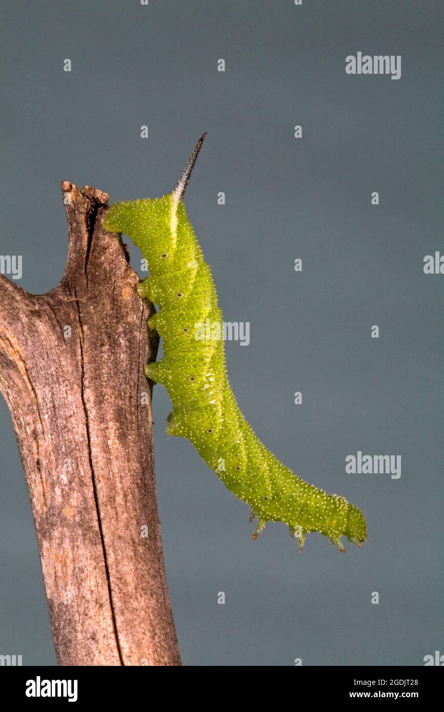 A close up of the caterpillar of a five spotted hawk moth, Manduca quinquemaculata. The caterpillar is also known as a tomato hornworm. Stock Photo
