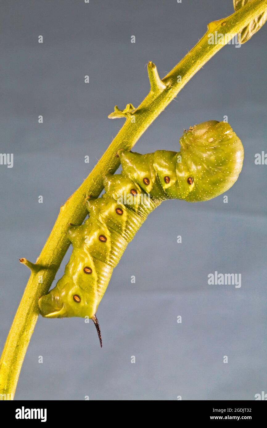 A close up of the caterpillar of a five spotted hawk moth, Manduca quinquemaculata. The caterpillar is also known as a tomato hornworm. Stock Photo