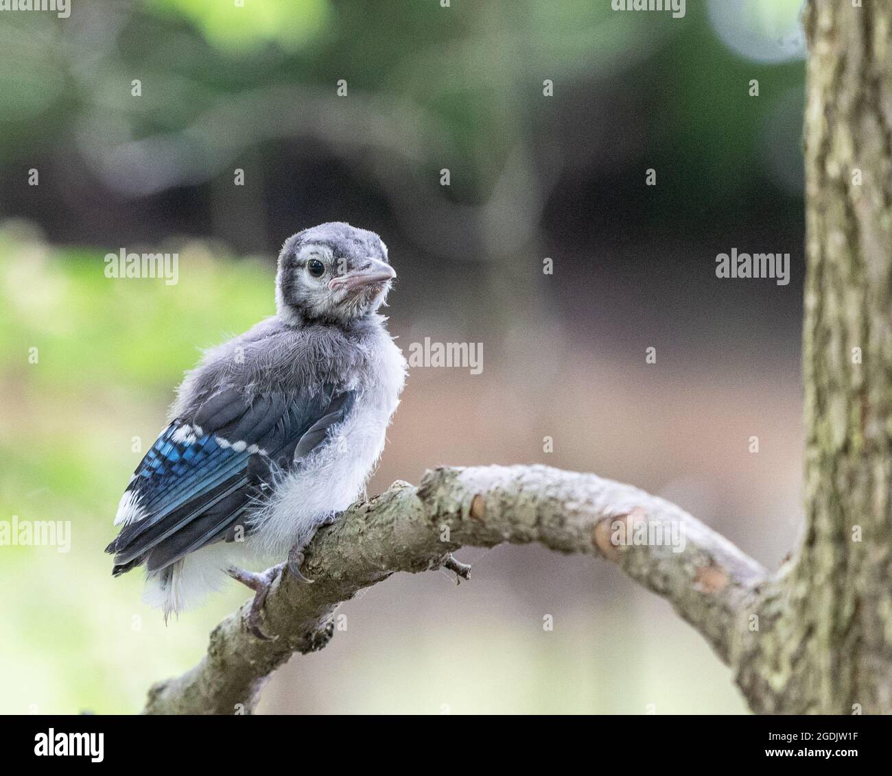 Bluejay baby perched on branch. Stock Photo