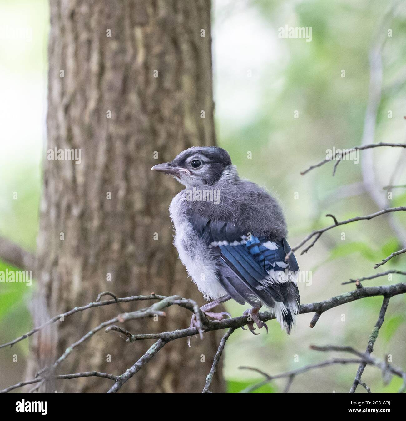 Bluejay Fledgling perched on branch. Stock Photo