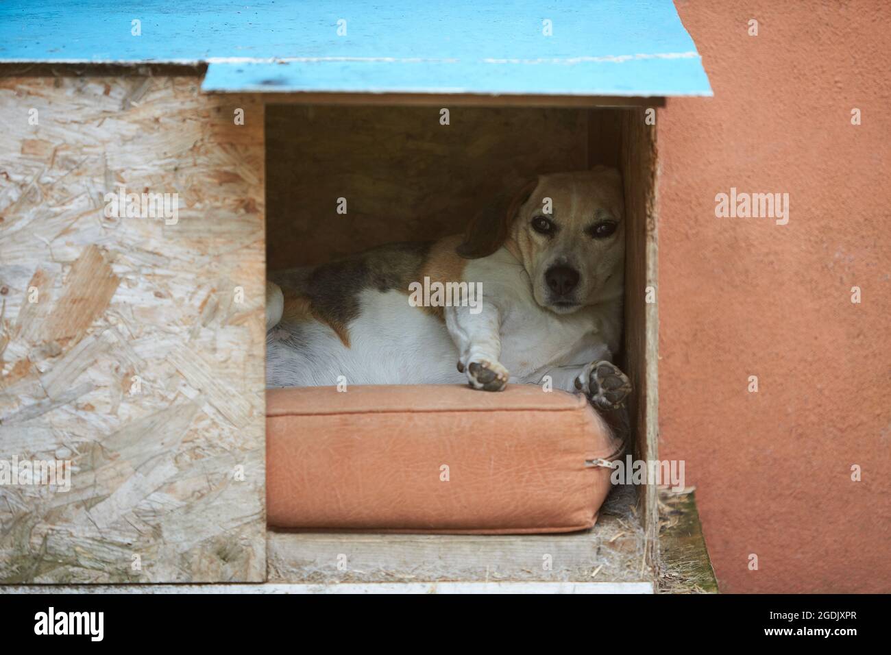 A dog is sleeping in the cage Stock Photo Alamy