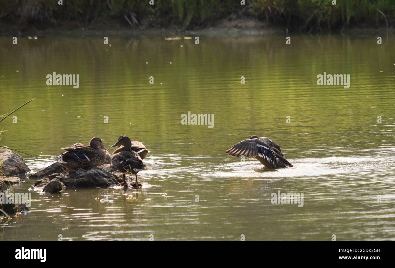 Female Mallard duck flapping wings Stock Photo