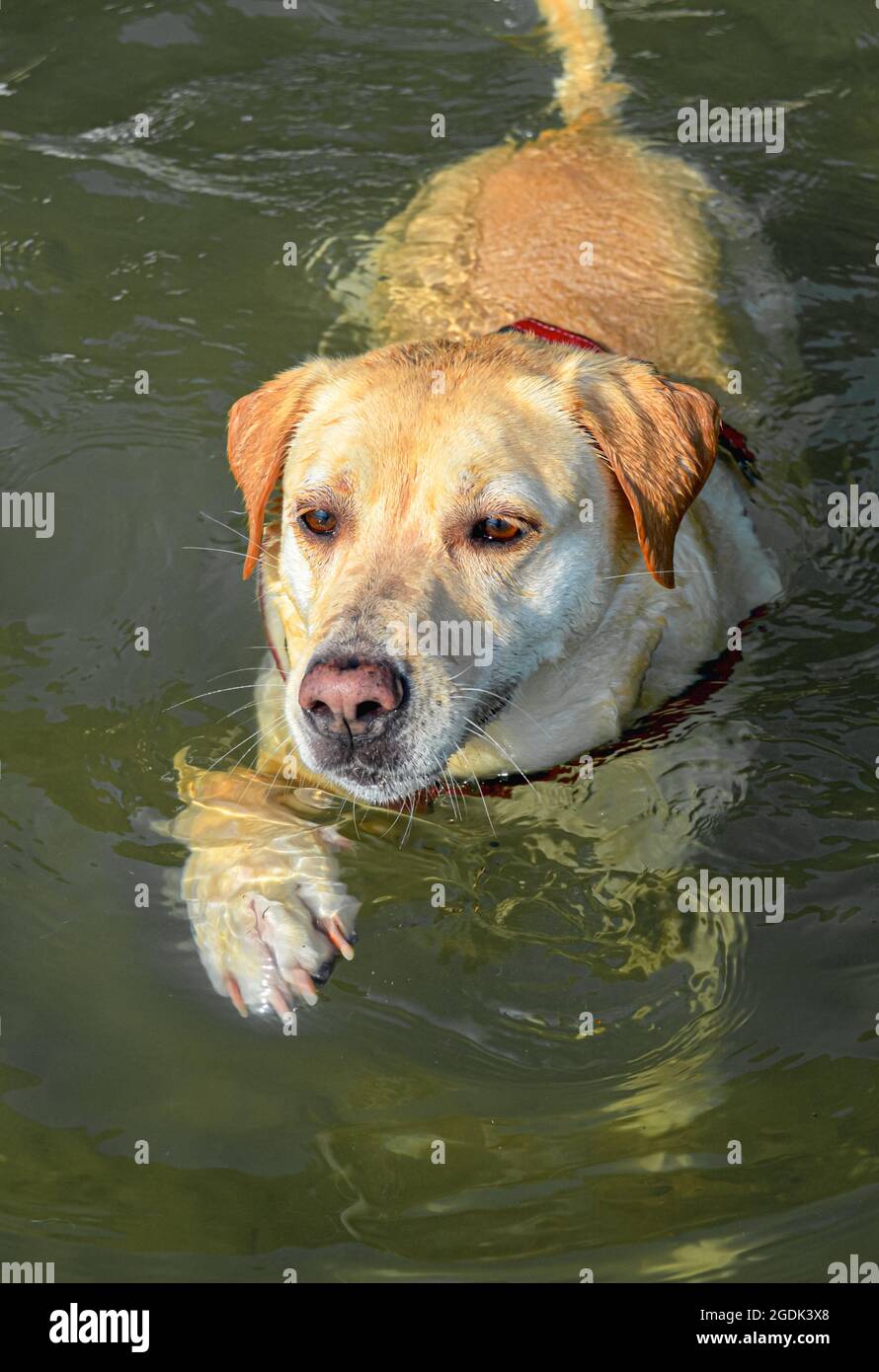Labrador Tail Hi Res Stock Photography And Images Alamy