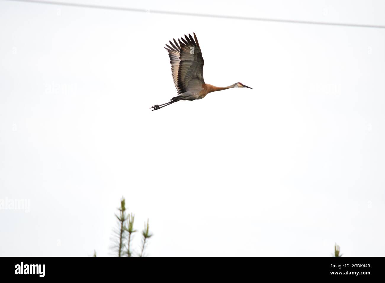 Sandhill Crane flying by on an overcast day Stock Photo