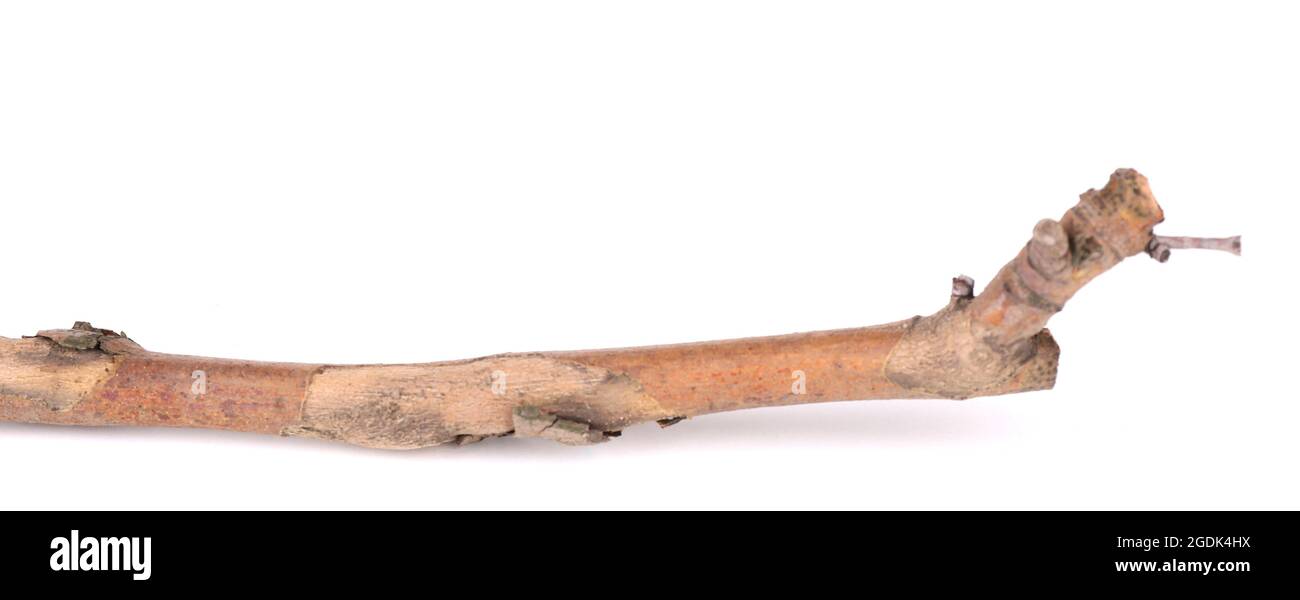 Dry tree branch isolated on white Stock Photo - Alamy