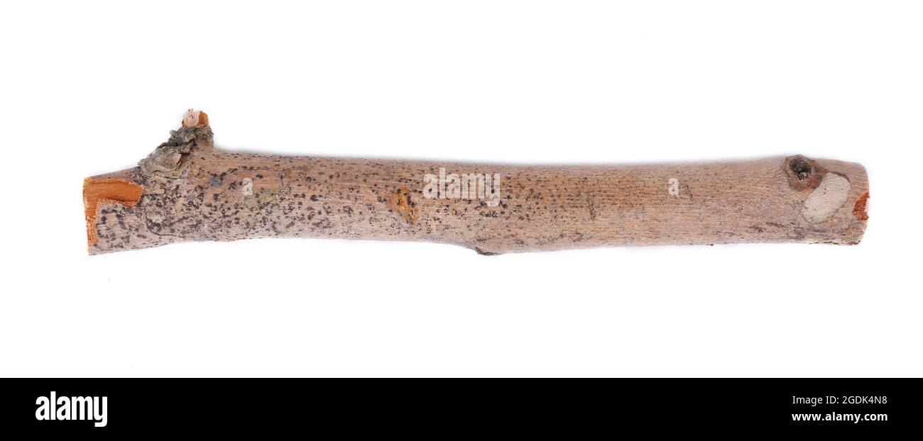 Dry tree branch isolated on white Stock Photo - Alamy