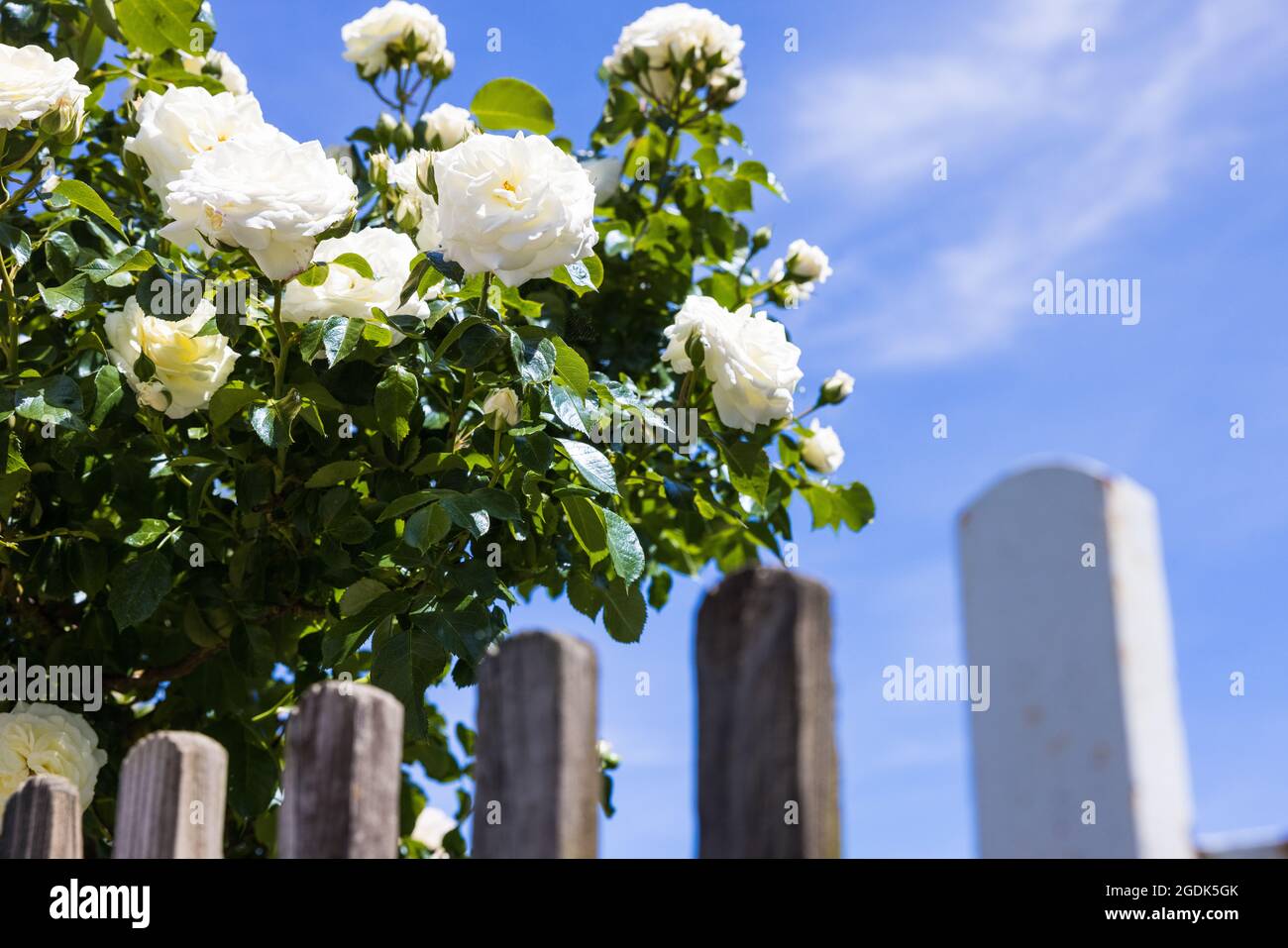 Blooming white roses against a clear blue sky Stock Photo - Alamy